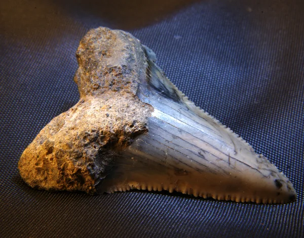 화석 상어 이빨 스톡 이미지