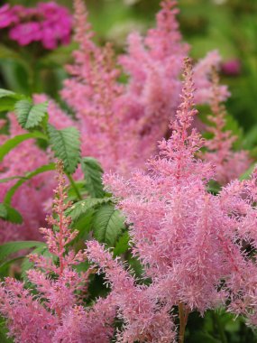 Pink flowers of Astilbe clipart