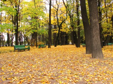 Empty alley in urban park in autumn clipart