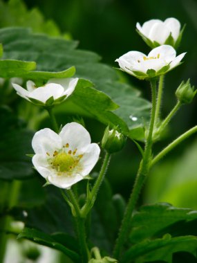 Blossom çilek