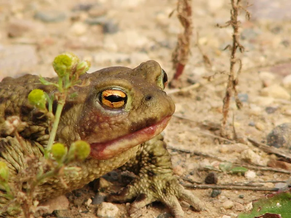 A marsh toad — Stock Photo, Image