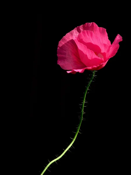 stock image Pink poppy