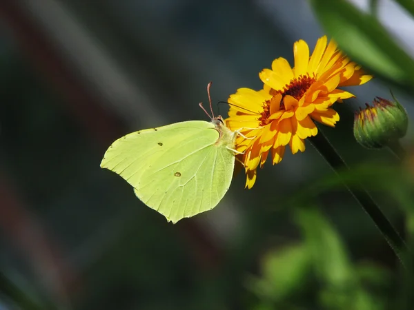 stock image Yellow butterfly