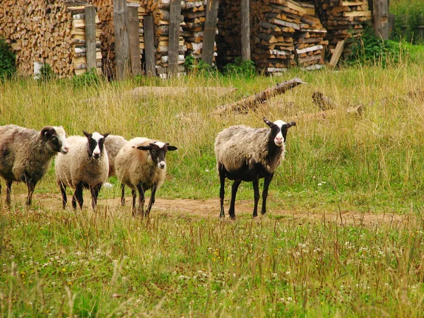 一小群羊 — 图库照片
