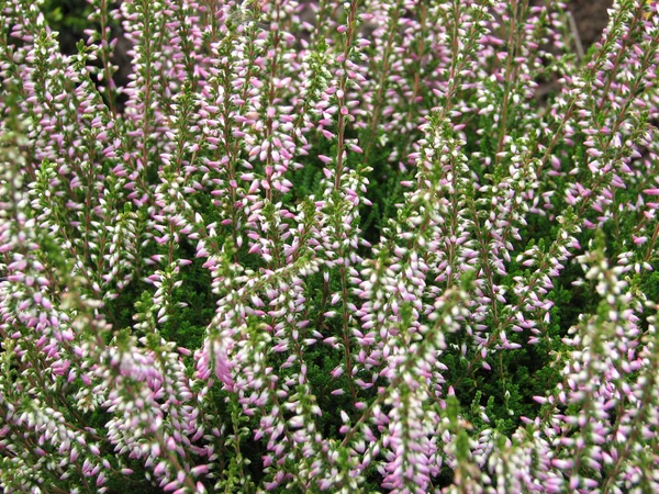 stock image Bush of blossom decorative heather