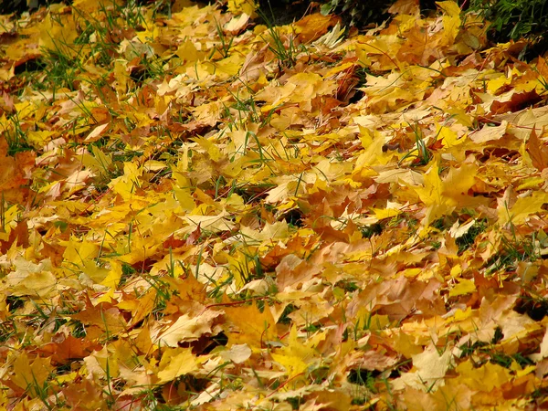 Background from colored autunm leaves — Stock Photo, Image