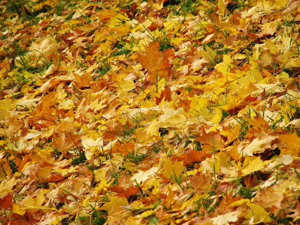 Background from colored autunm leaves — Stock Photo, Image