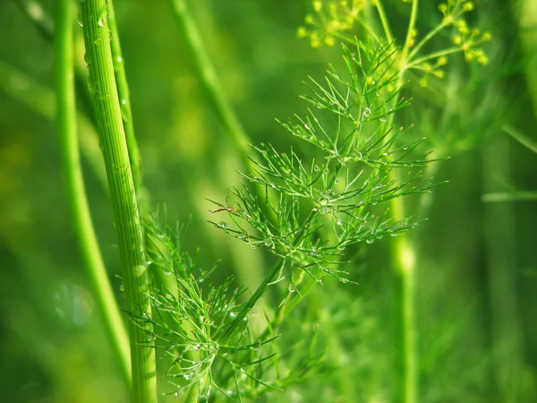 Branch of green dill — Stock Photo, Image