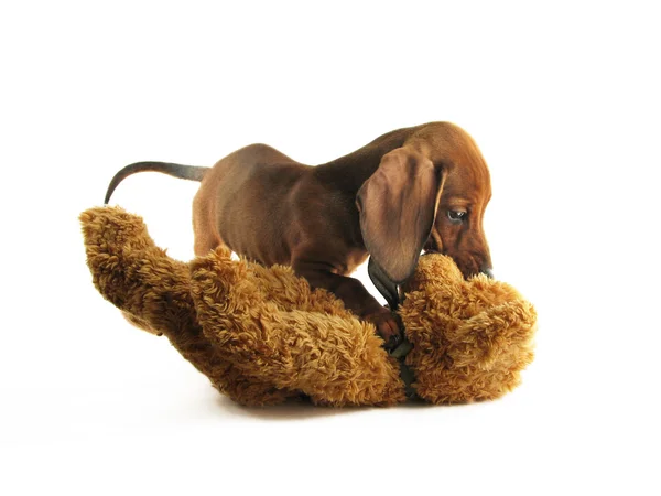 Playing dachshund — Stock Photo, Image