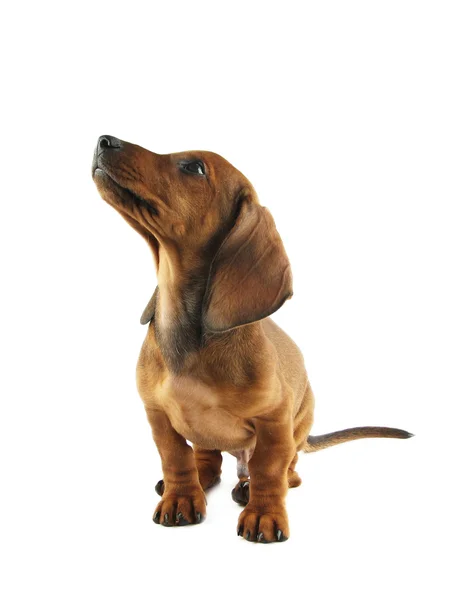 Dachshund cucciolo guardando in alto — Foto Stock