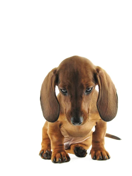 Bored dachshund — Stock Photo, Image