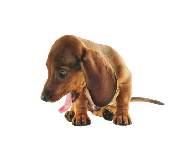 Yawning dachshund — Stock Photo, Image