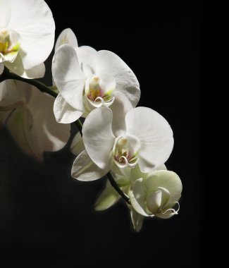 White orchid clipart