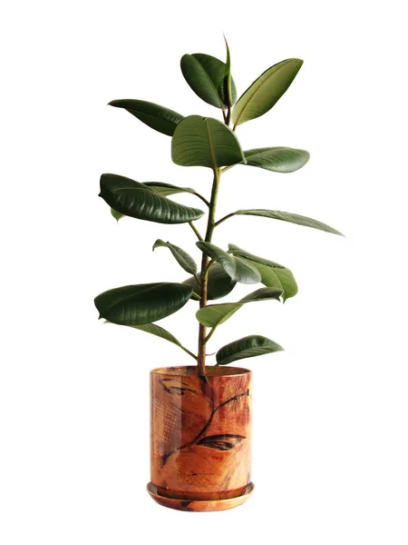 stock image A ficus