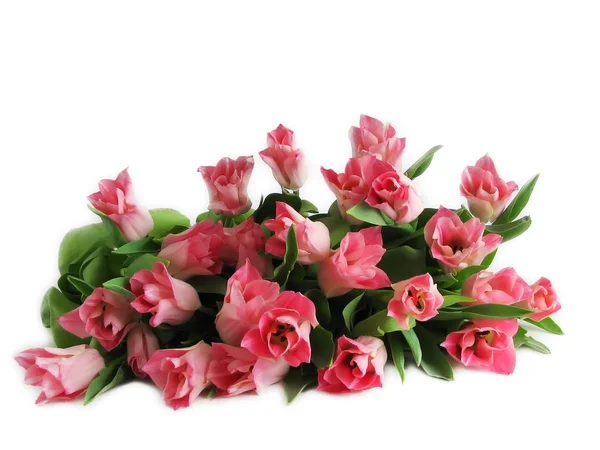 Viele Tulpen — Stockfoto