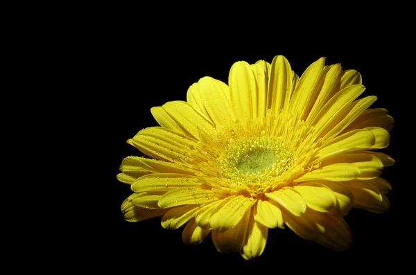Λουλούδι του Μαργαρίτα gerbera — Φωτογραφία Αρχείου