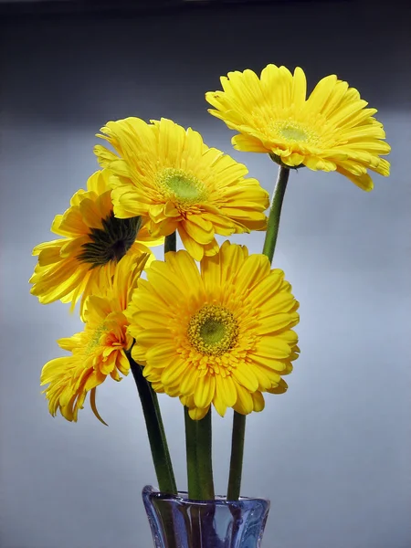 Квіти Гербера Дейзі — стокове фото