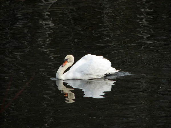 美しい白白鳥 — ストック写真