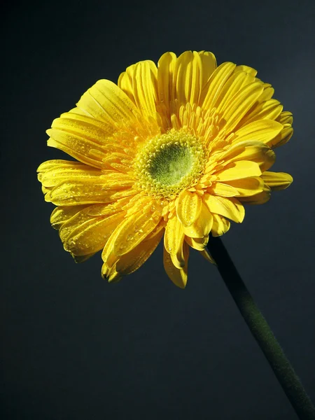 Цветок Герберы Дейзи — стоковое фото