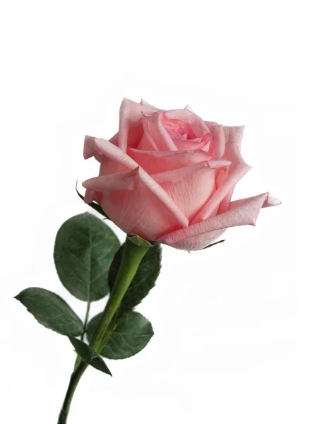 Růžová růže Stock Obrázky