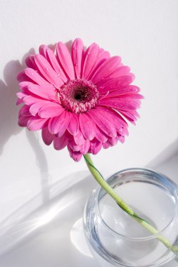 Gerbera deaisy