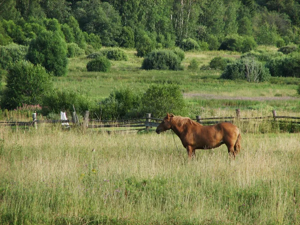 Kaštanový kůň — Stock fotografie