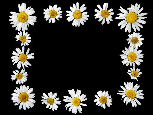 Ox-eye daisies — Stock Photo, Image
