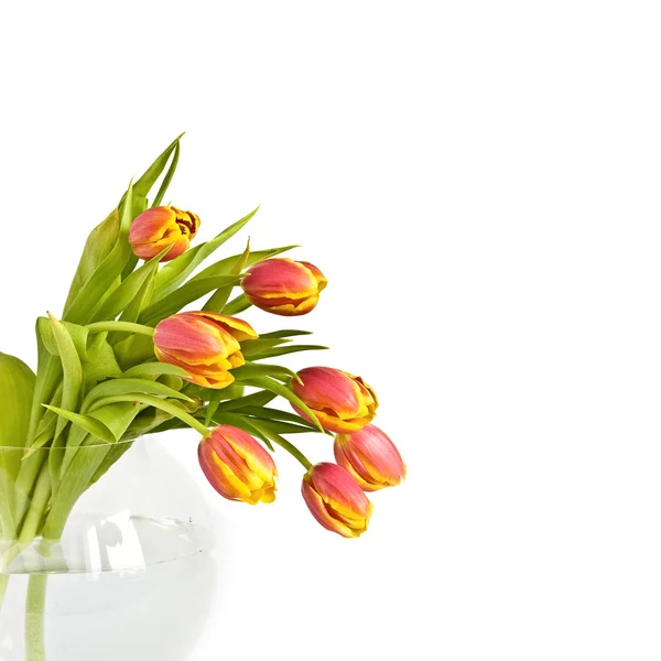Piękny bukiet tulipanów — Zdjęcie stockowe