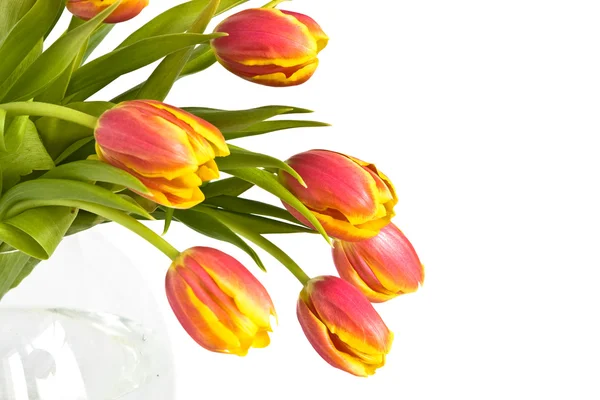 Mooi boeket tulpen — Stockfoto