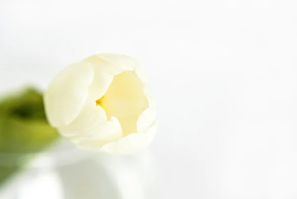 Гарний білий tulip — стокове фото