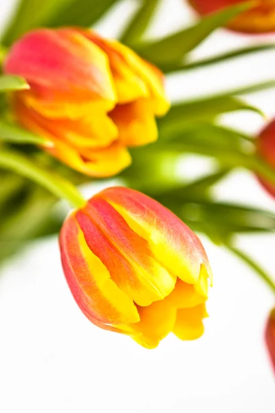 漂亮的郁金香花 — 图库照片