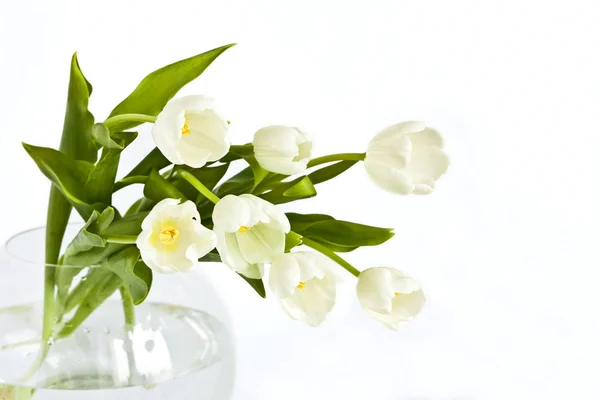 束美丽的白色郁金香 — 图库照片