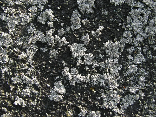 Lichen en una roca — Foto de Stock