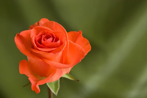 Rote Rose, Nahaufnahme — Stockfoto