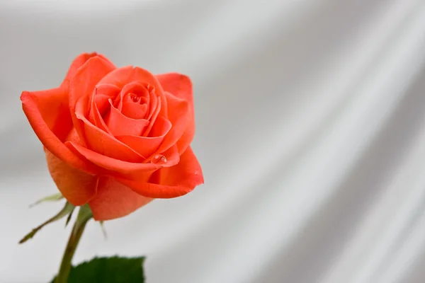 Rosa vermelha, close-up — Fotografia de Stock