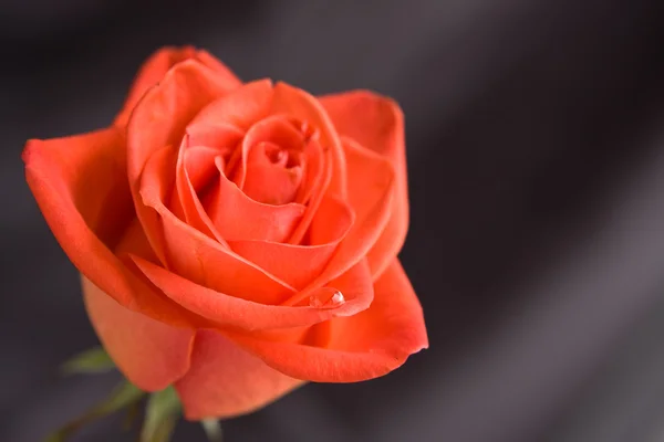 Vörös rózsa, közelkép — Stock Fotó