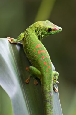 Green gecko clipart