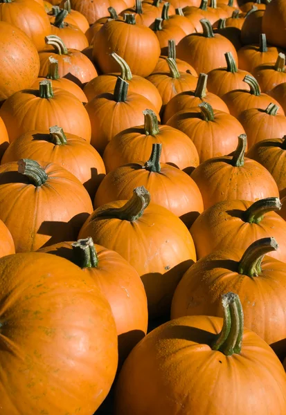Orange pumpkin collection — Stock Photo, Image
