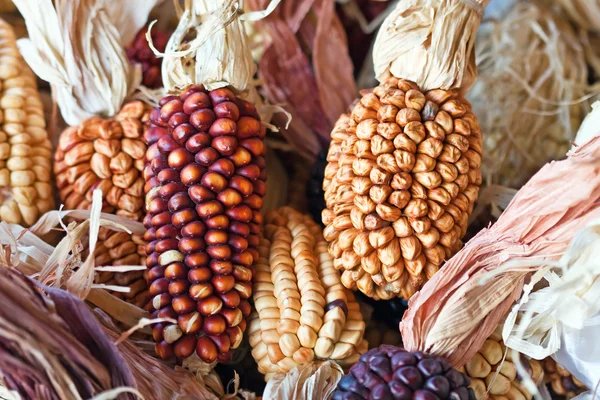 Декоративні кукурудзи — стокове фото