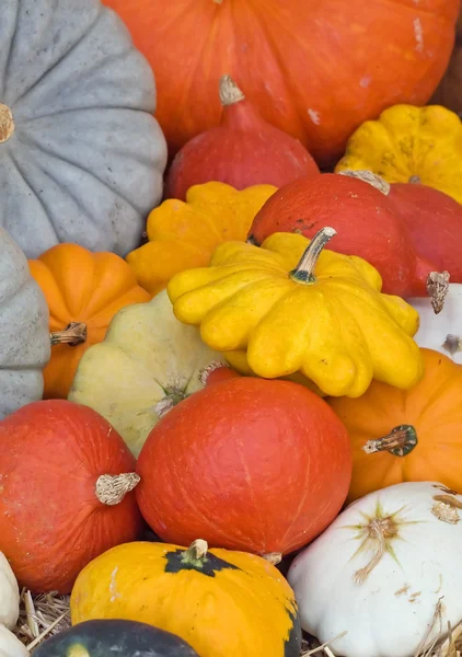 stock image Colorful pumpkins