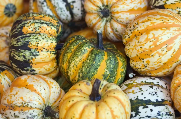 stock image Colorful squash collection