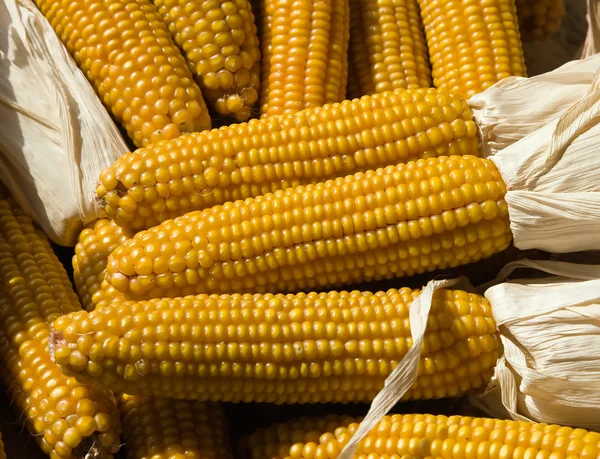 Yellow corn collection — Stock Photo, Image