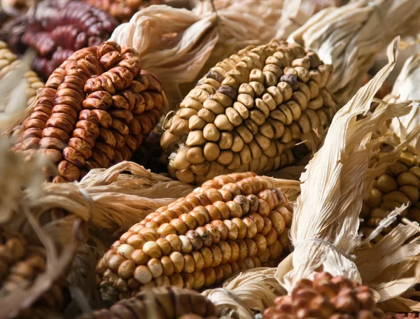 Kleurrijke maïs decoratie — Stockfoto