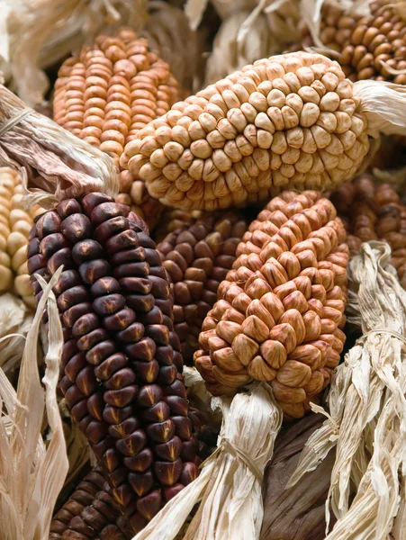 Veelkleurige maïs collectie — Stockfoto