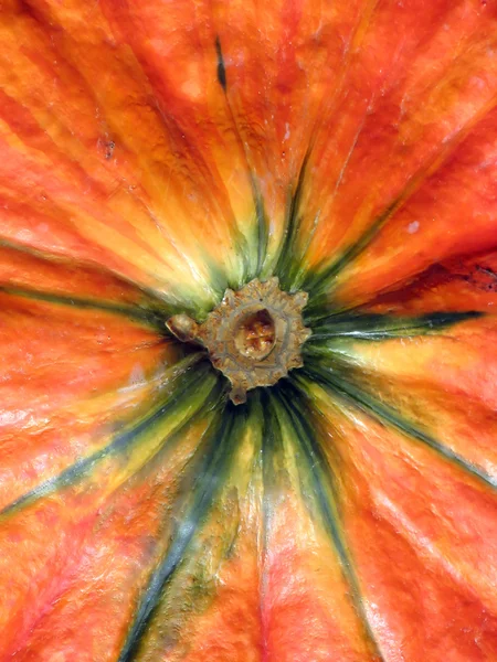 Πορτοκαλί κολοκύθα closeup — Φωτογραφία Αρχείου