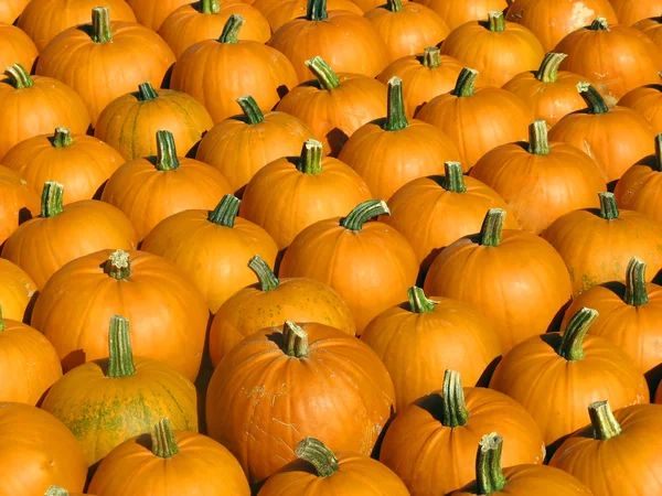 Orange pumpkun background — Stock Photo, Image