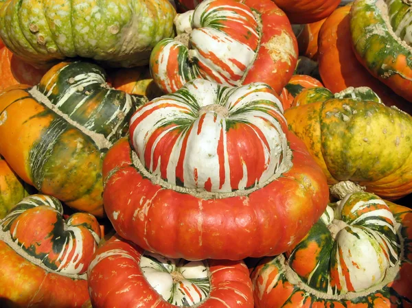 Colorful squash collection — Stock Photo, Image