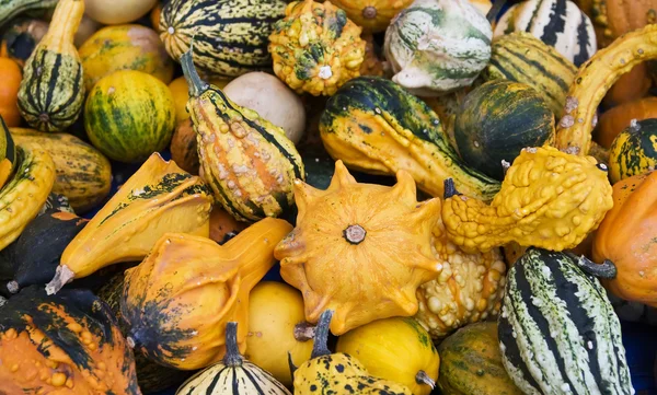 stock image Colorful pumpkins