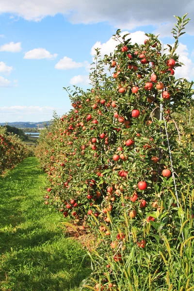 stock image Apple garden