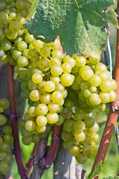 Желтый виноград — стоковое фото